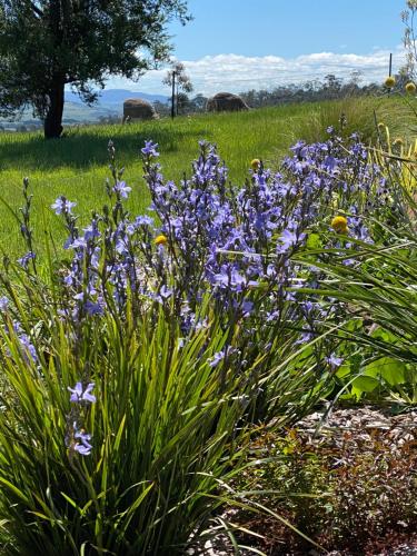 a bunch of purple flowers in a field at Aquila Eco Retreat in Richmond