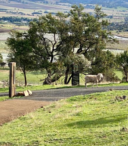 a sheep walking down a road next to a tree at Aquila Eco Retreat in Richmond