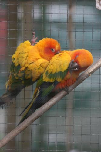 three birds sitting on a branch in a cage at Westport Kiwi Holiday Park & Motels in Westport
