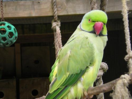 a green parrot is sitting on a rope at Westport Kiwi Holiday Park & Motels in Westport