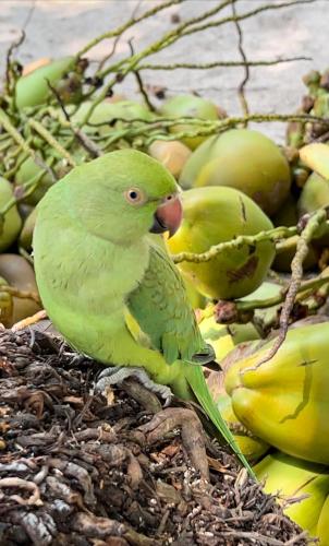 Animales en la casa de huéspedes o alrededores