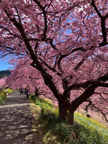 a group of people walking under a tree with pink flowers at 下田市旧南豆 in Shimoda