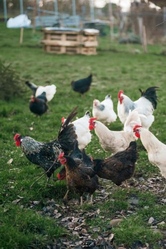 a group of chickens standing in the grass at Le Chalet au vieux vignoble avec espace Sauna et Jacuzzi in Bouxwiller