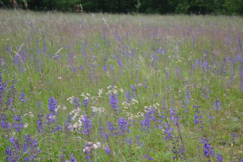a field full of purple flowers in a field at Holiday Farmhouse Skvor in Robidišče