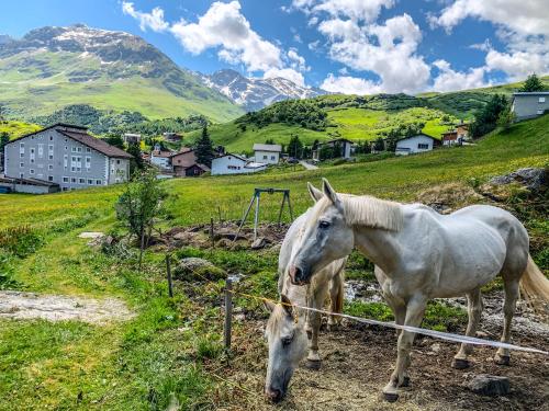 two horses standing in a field with mountains in the background at Heimelige Ferienwohnung mit Sicht in die Bergwelt in Bivio