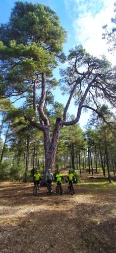 a group of people on bikes in front of a tree at Luz de Carboneras in Carboneras de Guadazaón