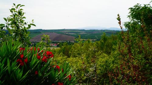 a view of a field with red flowers and trees at Őzgida vendégház in Egerszalók