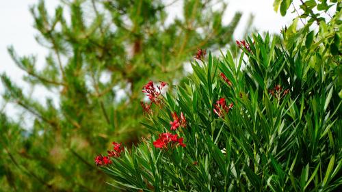 a bush with red flowers in front of a tree at Őzgida vendégház in Egerszalók