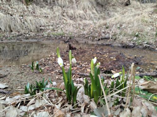 a group of white flowers in front of a pond at Fuchsbauerhof - Ferienwohnung in Kniezenberg