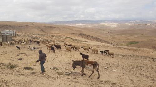 a man with a donkey and a herd of animals at Sun, Mountain & Adventure in Arad
