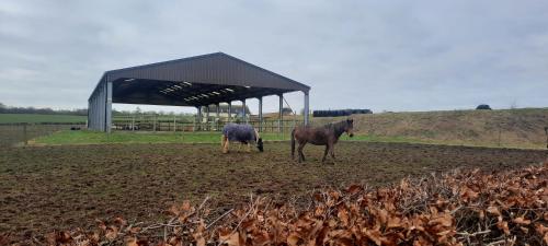 two horses standing in a field with a barn at Lanarkshire Apartment- Views- Sleeps 4- Balcony in Larkhall