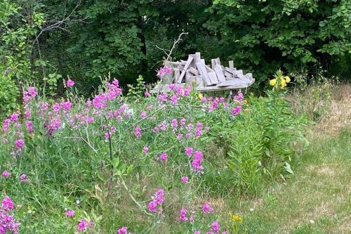 a bench sitting in the middle of a field of flowers at Landhaus Lange3 Moderne Kunst in Poitendorf