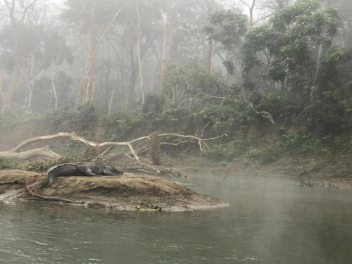 a group of animals laying on an island in a river at Hotel Happy Land in Chitwan