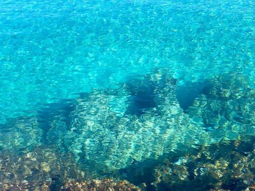 a stingray swimming in the clear blue water at Fani Dream Suite in Pachaina