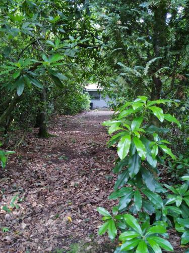 a trail in the woods with green trees at Mezenhof in Brasschaat