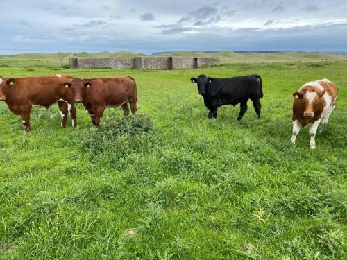 un grupo de vacas de pie en un campo de hierba en Sea View ,Cottage2 Dunnetbay accommodation, en Castletown