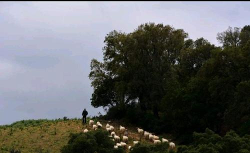 a man standing on top of a hill with a herd of sheep at Sa domu 'eccia in Urzulei
