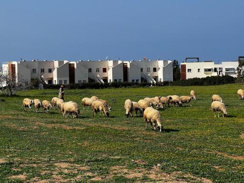 a herd of sheep grazing in a field at True front line apartment in Tatlisu North Cyprus in Küçükerenköy