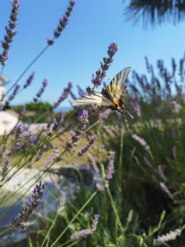 a butterfly flying over a bunch of purple flowers at Apartment Luce in Pićan
