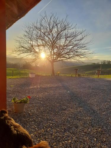 a tree in the middle of a gravel road with the sunset at Gîte à la Ferme Larranda in Suhescun
