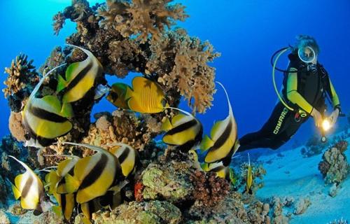 un sommozzatore e un gruppo di pesci su una barriera corallina di Marena Hurghada a Hurghada