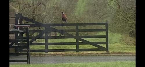 a bird standing on top of a fence at Orchard Luxe Glamping Pod in Dungannon