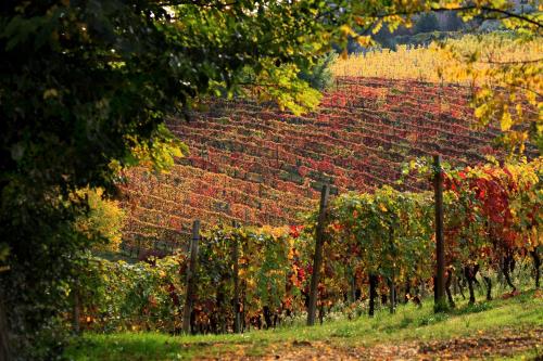 a brick wall next to a bunch of vines at Cascina Tre Botti in Agliano Terme