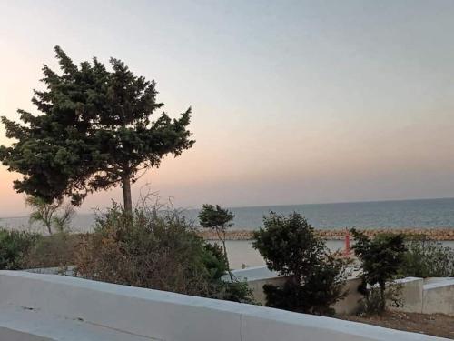 Blick auf den Strand mit einem Baum und das Meer in der Unterkunft Residence les Jasmins in Sousse