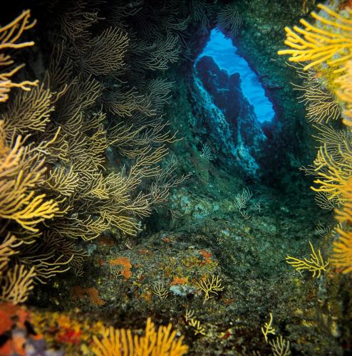 an underwater view of a coral reef at Ammiraglio in Campese