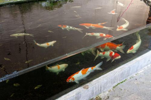 a group of fish swimming in a pond at RedDoorz @ Jalan Sidomuncul 2 Jambi in Jambi