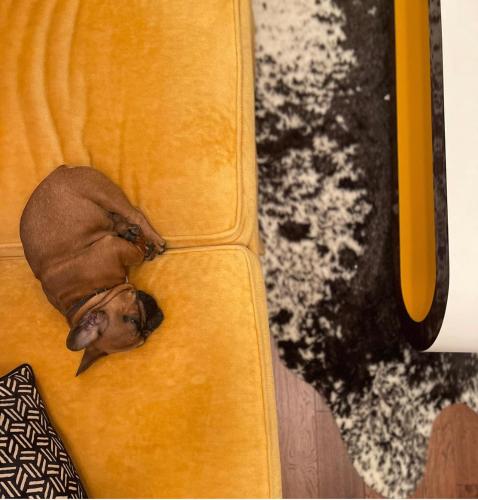a dog laying on top of a yellow couch at The Mollie Retreat on Route 66 in Galena