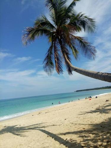 a palm tree on a beach with people in the water at Curammeng Homestay in Burayoc