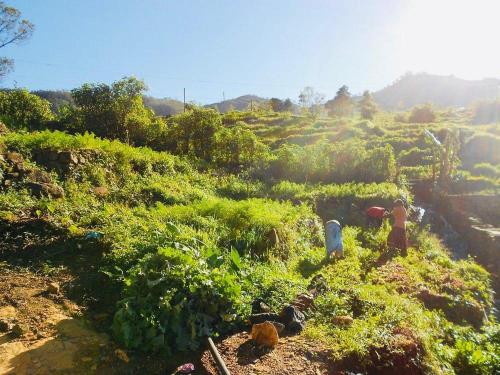 a group of people working in a field of crops at Misty Mountain Lodge Ohiya in Ohiya
