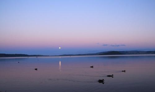a group of ducks swimming in the water at sunset at Jack & Di's Lakefront Motel in Rotorua
