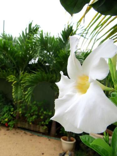 a white flower in front of some green plants at Swan Valley Residence in Baie du Tombeau