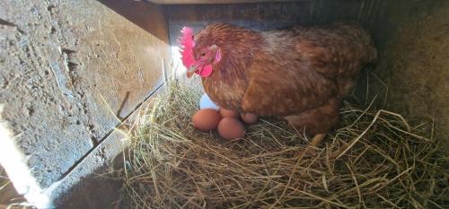 シャレーの敷地内または近くにいる動物
