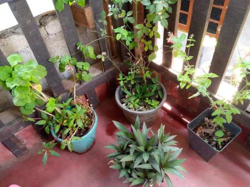 ASK Homestay – Photos 3