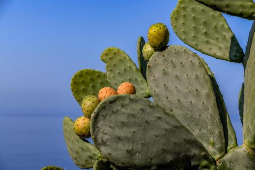 a close up of a green prickly pear plant at La Casa di Giò - Free Space n26 in Nicolosi