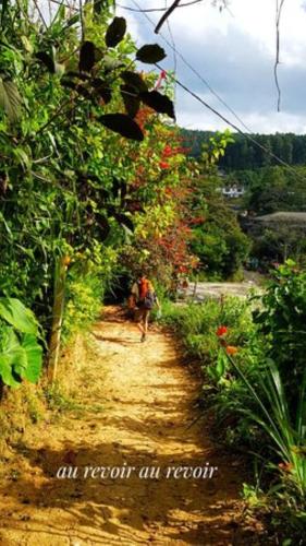 a person walking down a dirt road with plants at Green View Ella in Ella