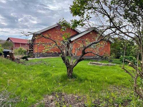 un albero sull'erba di fronte a un edificio di Homestay in picturesque village 