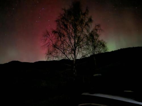 a tree in a field under a night sky at Craskie Glamping Pods in Inverness