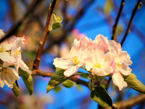a close up of a flower on a tree at Landgoed Moerslag in Sint Geertruid