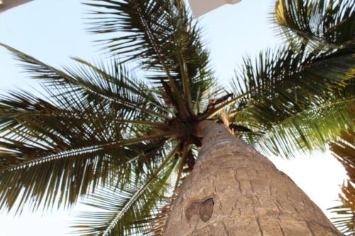 a tall palm tree with its trunk at Valerys Nest Bogmalo - Private villa near the beach and Dabolim airport in Bogmolo