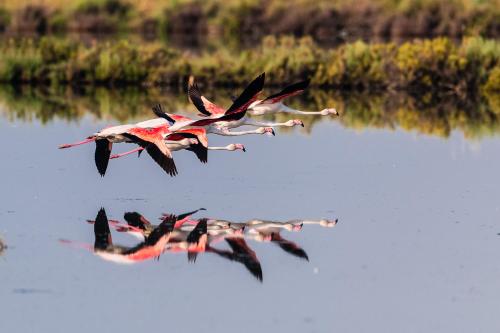 a flock of birds flying over a body of water at Isola di Albarella in Isola Albarella