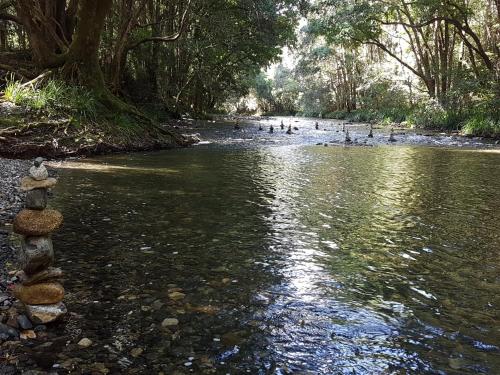a group of ducks swimming in a river at Freida - Historic Farmhouse Bellingen in Gleniffer