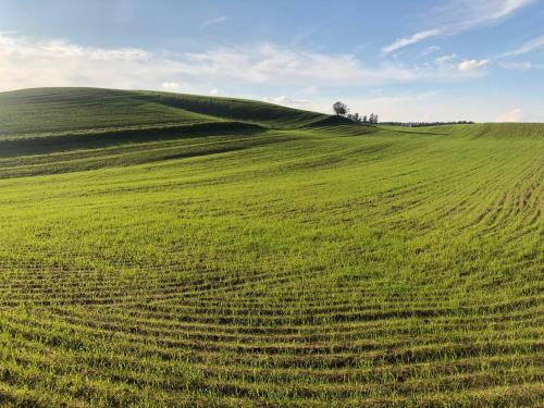 a green field with a tree on top of it at Agroturystyka Lisa Młyn in Najmowo