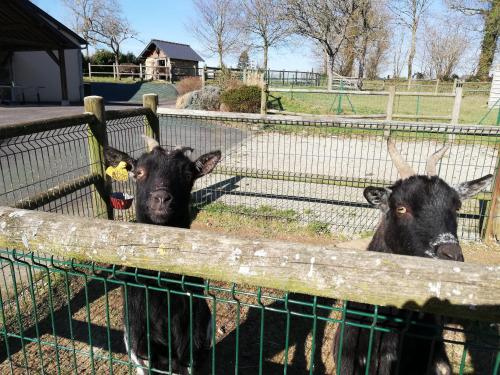 two black cows are standing in a fence at Roulot'So Zen in Beslon