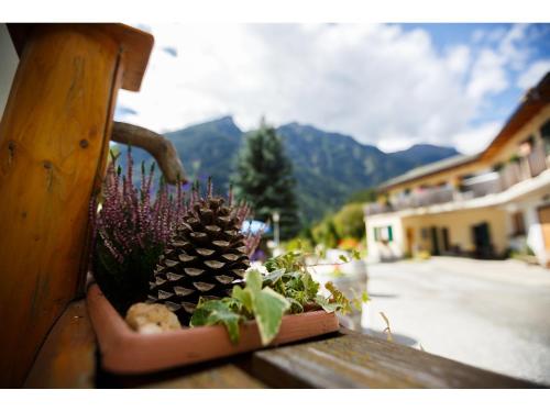 a group of potted plants sitting on a bench at Agriturismo Miravalle in Brusio