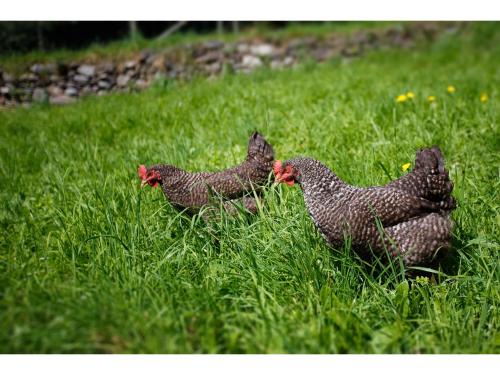 three chickens walking in the grass in a field at Agriturismo Miravalle in Brusio