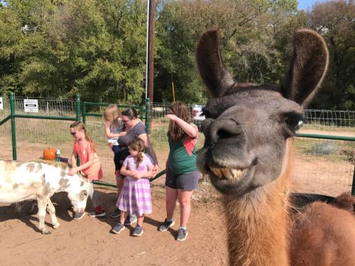 un grupo de personas mirando una llama en Stay on a 350-acre Cattle Ranch! Brazos River! Tubing! Petting zoo!, en Weatherford